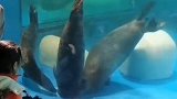 大连海洋馆斑海豹头被卡水底洞内  被拔出后鲜血四溢
