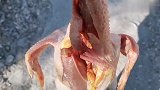 花220买只大公鸡，还送袋榛蘑，家常版小鸡炖蘑菇这样做更好吃