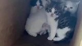 猫咪蜷缩在角落，看见有人靠近吓得抱团