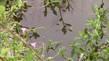 风景如画般小野河，七星漂钓草洞，全是小鲤鱼闹窝
