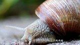 非洲大蜗牛究竟有多厉害？蜥蜴直接被秒杀，镜头记录全过程