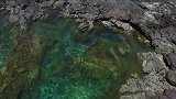 海狮围捕金枪鱼，海狮也太聪明了吧