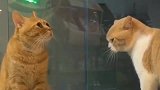 橘猫和邻居家的猫咪吵架输了，一点脾气都没有，太逗了