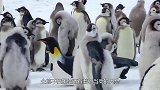 为什么成群企鹅下水前会把第一只企鹅踢下水？简直太聪明了！