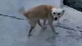 走路不看路，阎王来相助