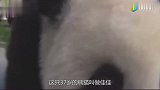 国宝熊猫死亡之后，国家会怎么处理它们的尸体看完心酸