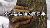 世界上最诡异的四只手