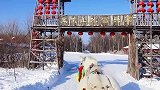 大雪过后的凤凰山民俗村，乘坐马拉爬犁回家过年。