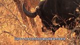 世界上最凶残的牛，老虎见了拔腿就跑，牛角可撞死一头大象！