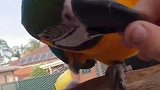 鹦鹉是条狗
