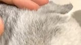 其实我听不懂，可是我不敢说