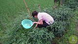 四川桃子姐教你虎皮青椒皮蛋的正宗做法，步骤详细，摆盘精美