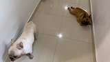 惠比特犬终于拿到了狗证，打针时居然这么乖？铲屎官：活久见！