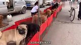农村狗市：犬舍老板赔几十万，把所有狗都卖完，这辈子都不养！