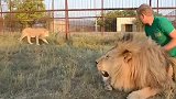美国动物园：狮子撒娇不听话饲养员直接上鞋底，网友：王者之风呢
