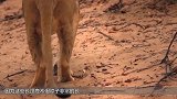 长颈鹿被偷猎者套上铁环，救援队及时赶来，下一秒让人动容