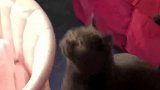 小猫咪看见宝宝在睡觉，接下来发生的画面，看完不准笑