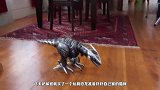 自从买了玩具恐龙回家，猫咪走路就变成了这样，主人差点笑岔气