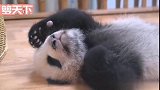 想不想有一个国宝级的宠物？