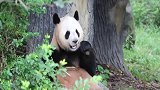 熊猫：在悠闲的午后吃着零食，简直太舒适啦！