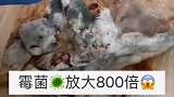霉菌的真实样子，如同树杈不断延伸，看完真的恶心到了