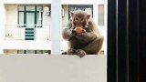 学生返校后发现宿舍里出现猴子 校方：别打扰猴哥，你们打不赢的