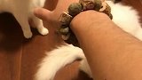 猫吸猫！结果有点惨烈