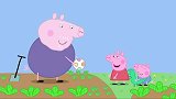 小猪佩奇：佩奇种下种子，等了半天不结果，猪爷爷看笑了！