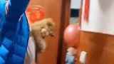 养狗千日，用狗一时啊！
