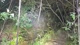 男子按导航走山路路面崎岖，杂草丛生却依旧前行