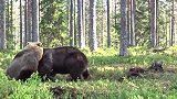 芬兰森林里，两只大肥棕熊打架全身脂肪都抖起来，场