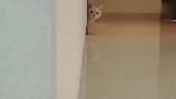 女主人与猫咪捉迷藏,猫咪认真的样子太可爱了！