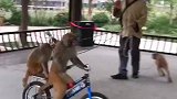 猴子高速行驶。