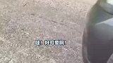 挺突然的！当你路上看见一只流浪猫，一定要警惕