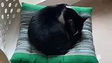 【乔一乐】猫生不易 我家铲屎的疯了怎么整