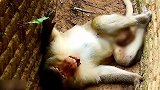 猴哥误食有毒食物，在水沟里痛苦难耐！