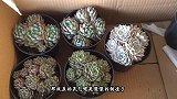 天气转凉，养多肉需要提上日程的几件事，你准备好了吗