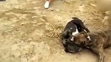 比特犬打架，咬住同伴的嘴皮就是不松口！主人强行动手