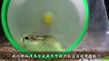 饲养仓鼠的时候，为什么一定要买跑轮？看完涨知识了！