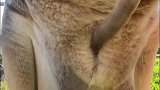 带你们看看袋鼠小可爱的家！