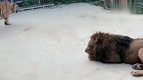 老虎狮子谁厉害呢，雄狮一挑二无所畏惧，太霸气了