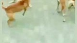 这狗子打架的姿势有点霸气