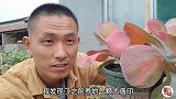 唐印是多肉植物里很有仙气的品种，秋冬季非常美！怎样能养好？