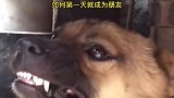 如何一天成为狗友