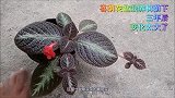 买来的喜荫花养树荫下，三年后长出很多小分枝，可以不断扦插繁殖