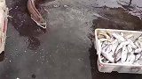 海鳗生性凶猛，咬合力惊人，遇上大姐后简直不堪一击啊