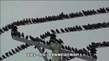 高压电有多恐怖一群鸟儿在上面暂停休息，下一秒直接爆炸