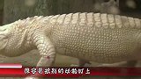 小白虎贪玩不肯回家，结果虎妈一声吼叫之后，镜头拍下搞笑一幕！