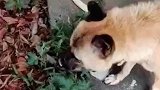 狗狗和主人同时感冒，后来主人发现狗狗自己找草药吃