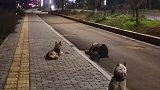 醉汉躺路边两忠犬守护